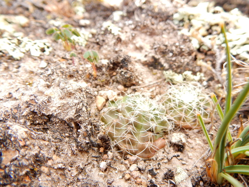 Echinocereus acanthosetus