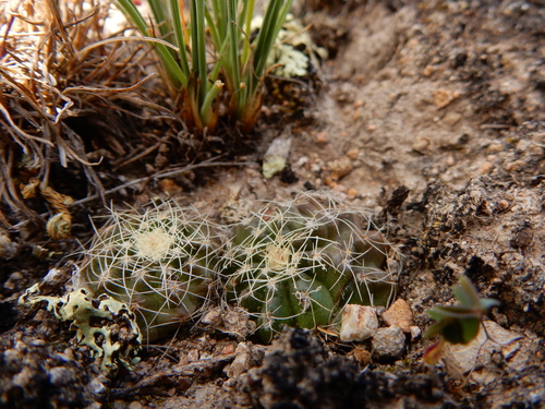 Echinocereus acanthosetus