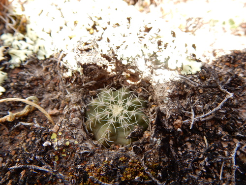 Echinocereus acanthosetus