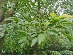 Ormosia hosiei