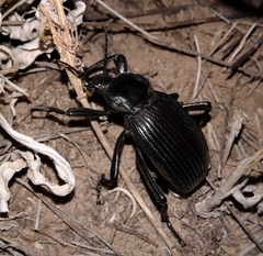 Eleodes acuta