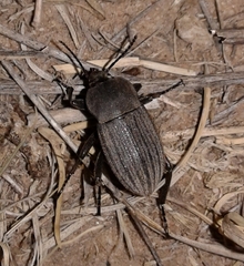 Eleodes tricostata