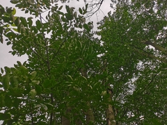 Ormosia hosiei