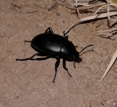 Eleodes fusiformis