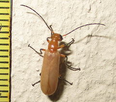 Zonitoschema capensis