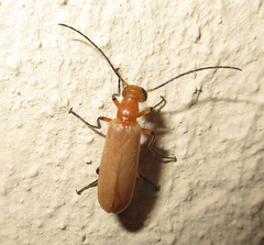 Zonitoschema capensis