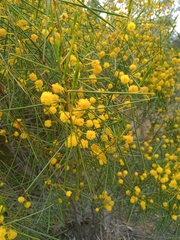 Acacia euthycarpa