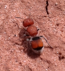 Pseudomethoca oceola