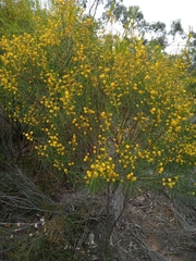 Acacia euthycarpa
