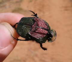 Phanaeus difformis