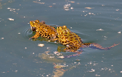 Pelophylax ridibundus