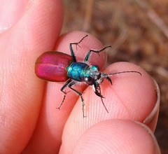 Cicindela scutellaris scutellaris