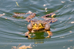 Pelophylax ridibundus