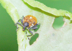 Rhinoncomimus latipes