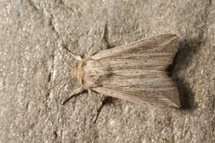 Mythimna riparia