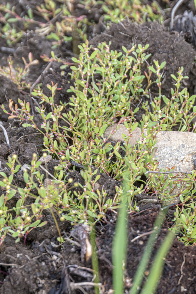 Alaska Knotweed