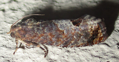 Cryptophlebia peltastica