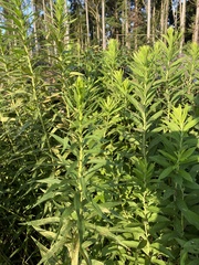 Solidago altissima