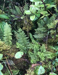 Adenophorus tamariscinus