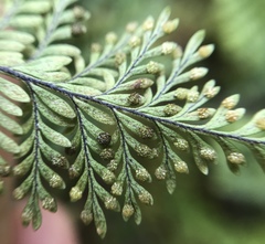 Adenophorus tamariscinus