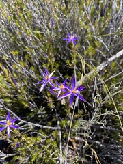 Calectasia intermedia