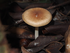 Agaricales