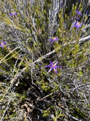 Calectasia intermedia