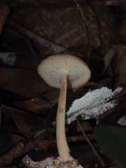 Agaricales