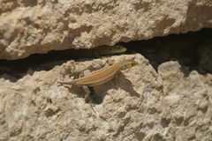 Podarcis filfolensis maltensis