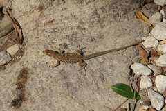 Podarcis filfolensis maltensis