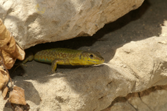 Podarcis filfolensis