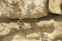 Podarcis filfolensis