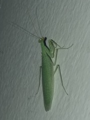 Tropidomantis