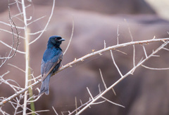 Dicrurus adsimilis fugax