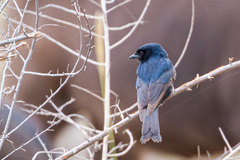 Dicrurus adsimilis fugax