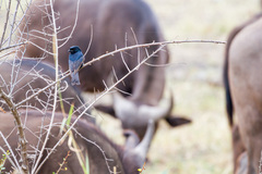 Dicrurus adsimilis fugax