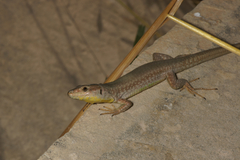 Podarcis filfolensis maltensis