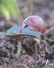 Corybas aconitiflorus