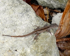Anolis sagrei