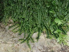 Jungermannia atrovirens