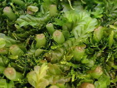 Liochlaena lanceolata