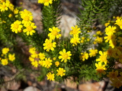 Euryops rehmannii