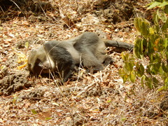 Cercopithecus mitis albogularis