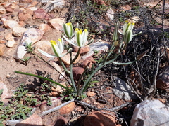 Albuca longipes