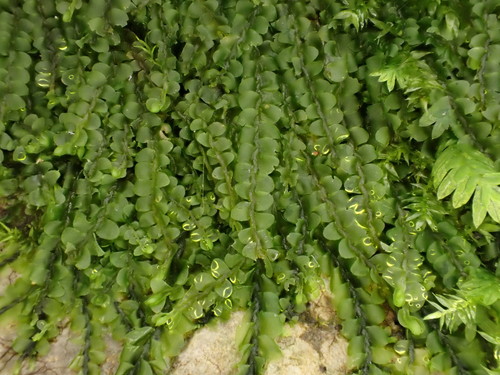 iNaturalist | (c) Stefan Gey, some rights reserved (CC BY-NC), uploaded by Stefan Gey Representative image of Jungermanniaceae