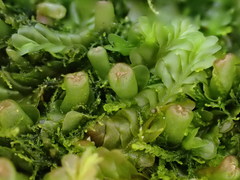 Liochlaena lanceolata