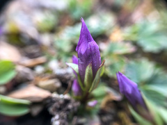 Gentianella propinqua