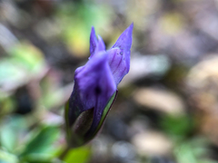 Gentianella propinqua