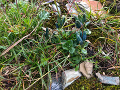 Gentiana glauca