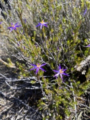 Calectasia intermedia